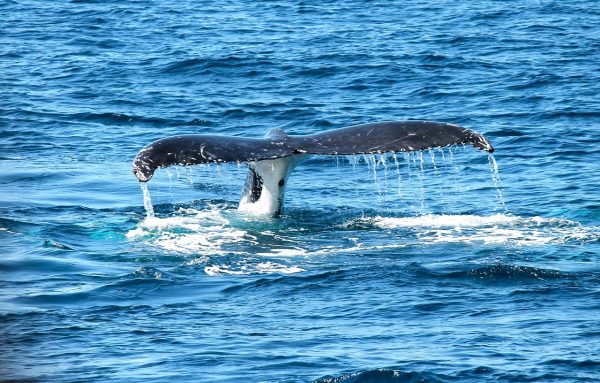 big fish whale networking activity